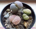 Lithops imbobocit