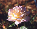 rose036