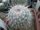 Mammillaria frumoasa de la Gino