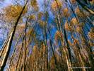 Wallpapers - Nature 10 - Autumn_Aspens,_Hidden_Lake,_Alaska