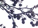 Liquidambar styraciflua - fructe