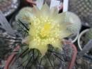 Copiapoa humilis - floare