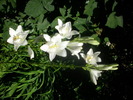 DSCI0591