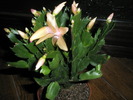 Schlumbergera galbena - 23.11