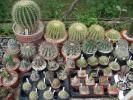 Grup plante