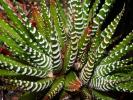 Haworthia fasciata 2