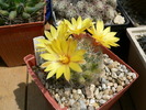 mammillaria_baumii