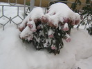 18 decembrie 024