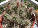 Echinocereus enneacanthus