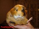 normal_hamster_dragut[1]