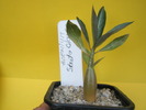 Adenium Santa Clause