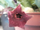 Huernia macrocarpa - floare 12.08