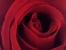 BLOOM4