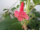 Kohleria new hibrid A 4