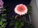 DSC00085