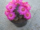 Sulcorebutia rauchii