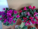 CYCLAMEN
