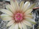 Gymnocalycium - floare