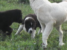 poze 06.06.2009 011