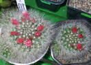 Mammillaria bocasana v. roseiflora