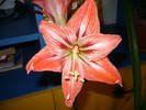 Picture 005
