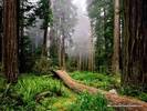 Wallpapers - Nature 9 - Fallen_Nurse_Log,_Redwood_National_Park,_California,_USA