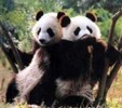 opt%20pui%20panda%20vor%20merge%20la%20beijing%20de%20ol-7343