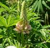 Lupinus