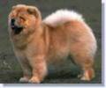 chow-chow07