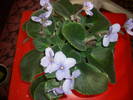Violete de Parma