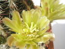 Echinocereus - floare