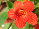 Kohleria (2)
