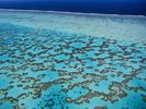 Coral, Near Heron Island, Great Barrier Reef, Queensland, Australia