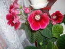 Gloxinie rosu deschis