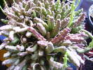 stapelia