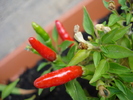Demon Red Chili Pepper (2009, Aug.29)
