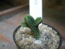 Crassula piramidalis