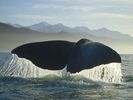 nature wallpapers (92)