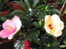 Hibiscus roz si galben 2