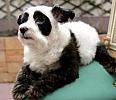 Panda_Dog