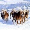 t_haflinger