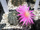 Echinocereus pulchellus v. aguirri - 29.04