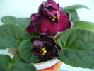 P1100600
