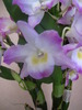 Orhidee Dendrobium Nobile 12 oct 2009 (2)