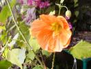 abutilon