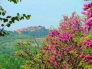 7015_arbre-de-judee-au-printemps-en-provence-560x420