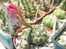 Gymnocalycium baldianum - boboc 