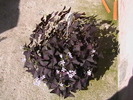 oxalis