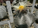 astrophytum_myriostigma_v.columnare_SB_! (1)