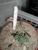 Gasteria bicolor v, liliputana